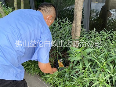 祖庙园林灭治白蚁工程