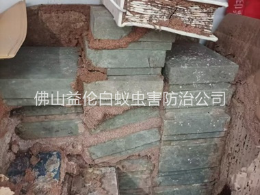 佛山防治白蚁危害工程
